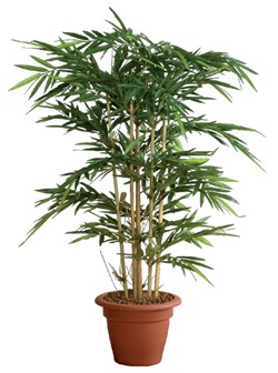 Planten